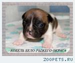 Продается кобель бело-палевого окраса