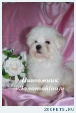 Мальтезе (мальтийская болонка) щенки мини и стандарт