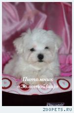 Продаю очаровательные щенки Мальтезе мини и стандарт