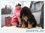 Продается щенок Тибетского Мастифа 