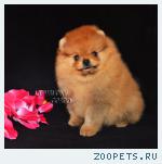 Щпиц померанский миниатюрный щенки
