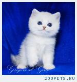 Эксклюзивные Британские серебристые шиншиллы