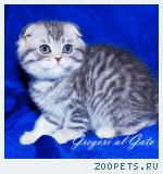 Вислоухие серебристые котята