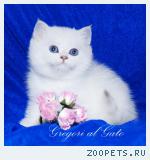 Британские серебристые шиншиллы с изумрудными глазами