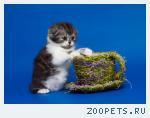 Предлагаются котята