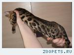 Бенгальские котята