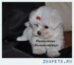 Продаю очаровательные щенки Мальтезе мини и стандарт