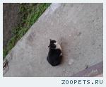 найден кот