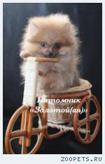 Щенки Немецкого (Померанского) миниатюрного шпица 