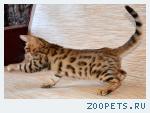 Бенгальские котята