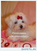 Мальтезе (мальтийская болонка) щенки мини и стандарт - счастье в