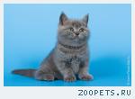 Британские котята