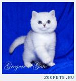 Эксклюзивные Британские серебристые шиншиллы