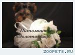 Кукольные щенки Йоркширского терьера   мини и стандарт