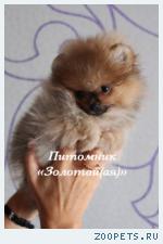 Щенки Немецкого (Померанского) миниатюрного шпица 