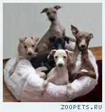 Продажа собак карликовых, а так же других пород