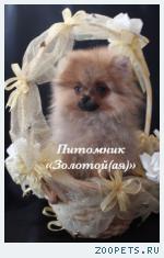 Шпиц Миниатюрная девочка