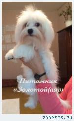 Продаю очаровательные щенки Мальтезе мини и стандарт