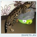 Бенгальские котята не дорого