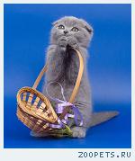 Шотландские короткошерстные котята 