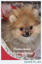 Шпиц Миниатюрная девочка