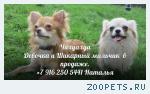 Чихуахуа мальчики и девочка