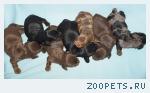 Щенки таксы