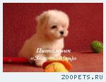 Очаровательны щенки Мальтезе (Мальтийской болонки) ждут Вас!