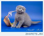Шотландские короткошерстные котята 