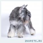 Цвергшнауцер кобель на вязку