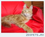Котенок мейн кун,8 мес.