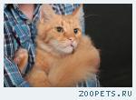 найден рыжий кот