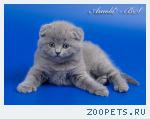 Шотландские короткошерстные котята 