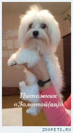 очаровательные щенки Мальтезе мини и стандарт