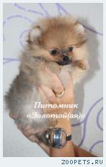 Шпиц Немецкий Миниатюрный