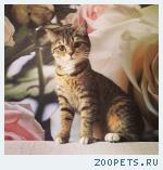 Пропала кошка