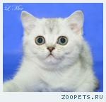 Шиншилла