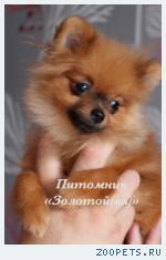 Шпиц очаровательная Миниатюрная девочка