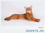 Вязка приглашаю кошек