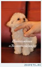 Мальтезе, мальтийская болонка щенки мини и стандарт 