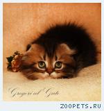 Вислоухие золотые котята