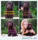Шикарные щенки лабрадора