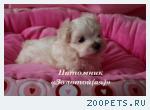 Мальтезе (мальтийская болонка) щенки мини и стандарт - счастье в