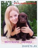 щенки лабрадора