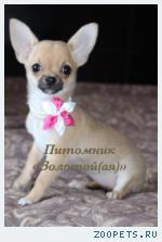 Чихуахуа, щенки чихуахуа