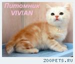 Британские котята мрамор из питомника VIVIAN