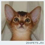 Абиссинские котята для дома и разведения