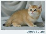 Британские котята