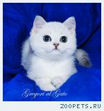 Британские серебристые шиншиллы с изумрудными глазками
