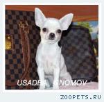 Чихуахуа щенки